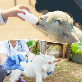 Havawish 60ml syringes enable controlled feeding with precision.