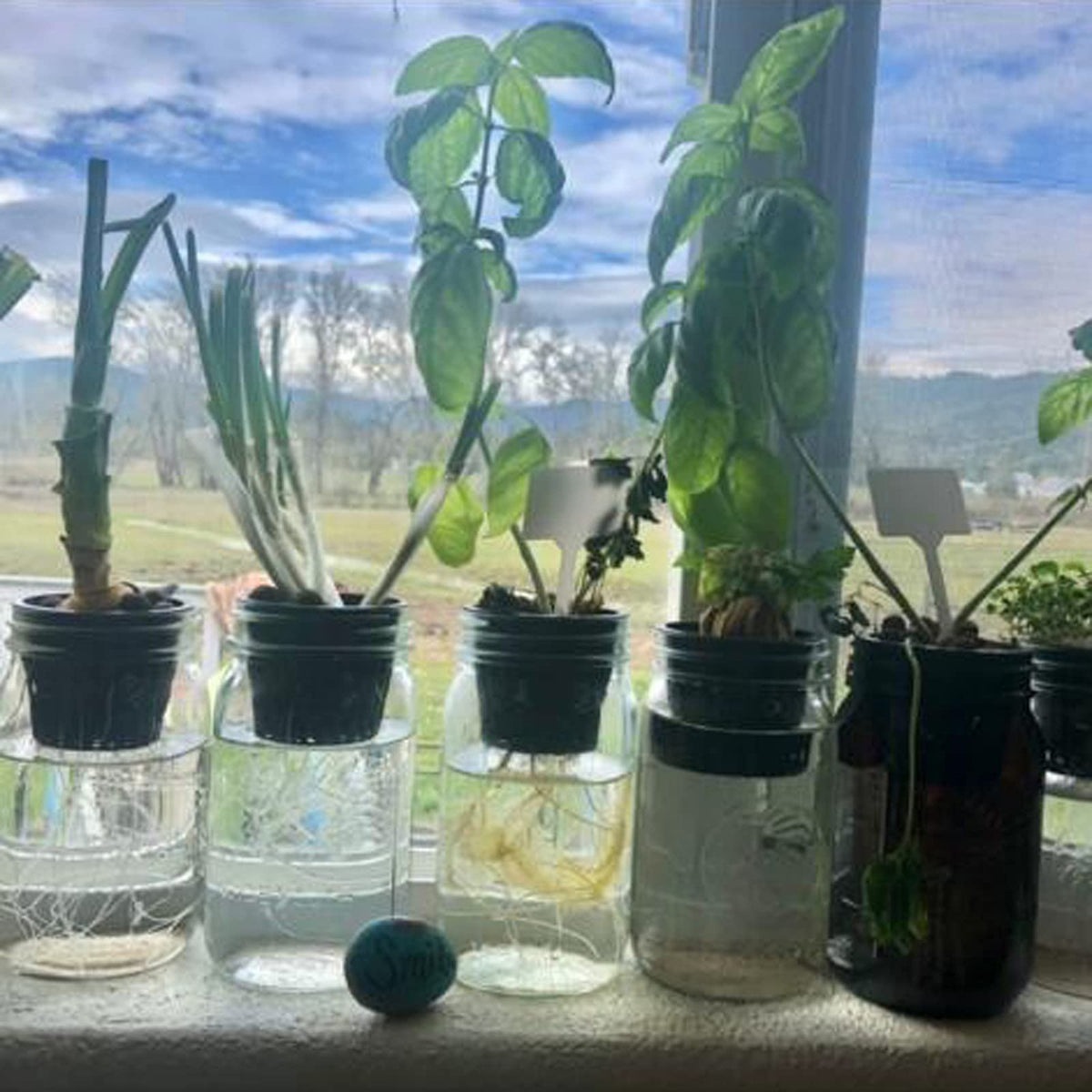 HAZOULEN Garden Net Cups ideal for hydroponics and aquaponics setups