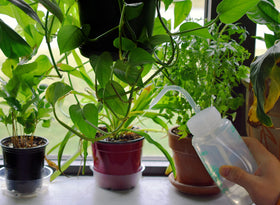 hBARSCI Seed Tray Watering Can bottle ideal for seedlings