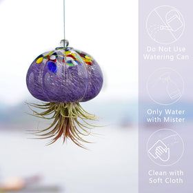 H&D HYALINE & DORA air plant holder glass jellyfish keeps plants visible.