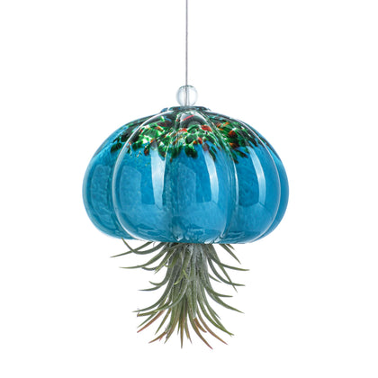 H&D HYALINE & DORA jellyfish glass planter hanging in sunlight highlights air plants