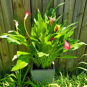 Hdeoops plant support full-ring enclosure supports tall blooms