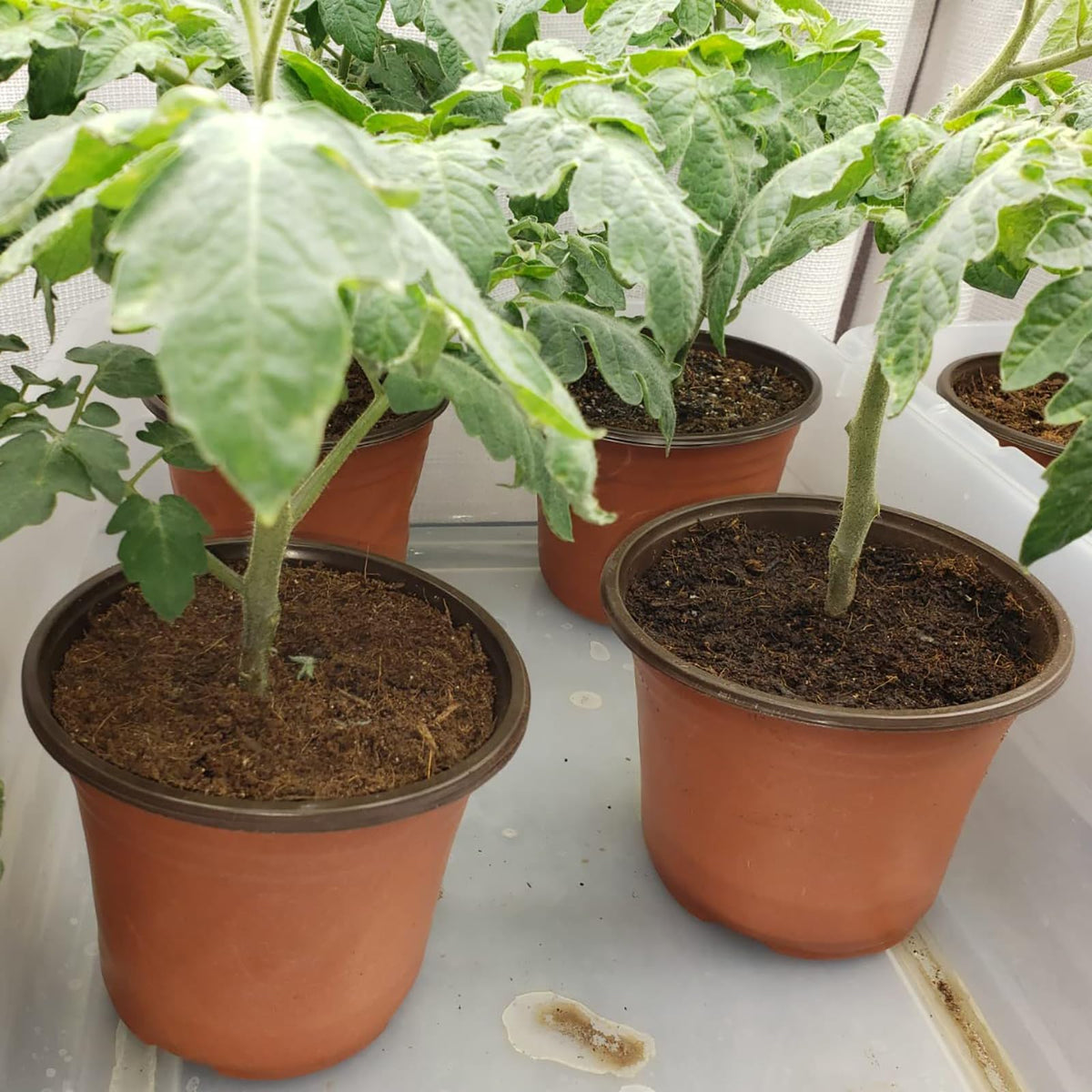 Hdeoops reusable pots simplify cleaning and reuse across seasons.
