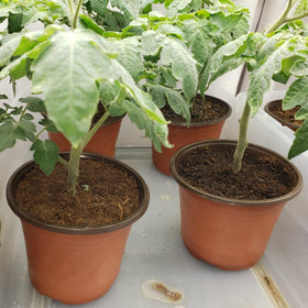 Hdeoops reusable pots simplify cleaning and reuse across seasons.