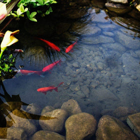 Healthy Ponds Aquasphere Pro 3-pack close-up: 4-inch sphere for pond conditioning