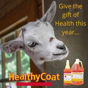 Goat feeding scene with Healthy Coat supplement hints at energy and milk potential.