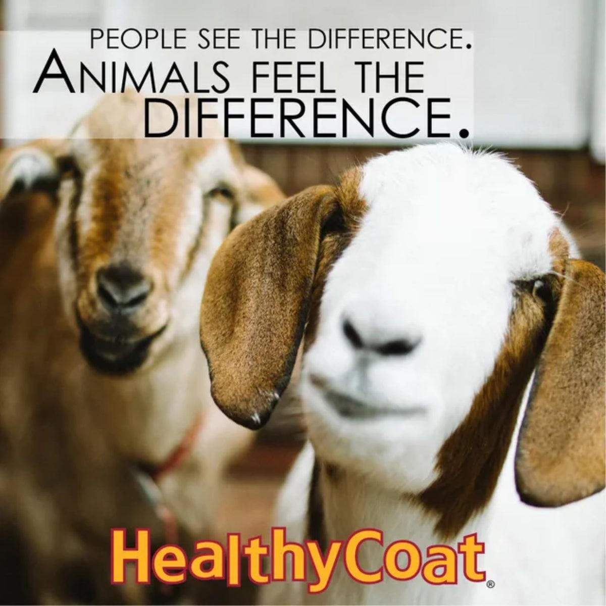 Healthy Coat Goat Formula being poured demonstrates easy mixing and palatability.