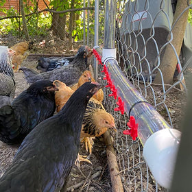Hedume side-mount nipple kit suited for ducks, quail, and chickens.