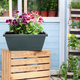 Hedume five-color pack offering vibrant options for plant displays.