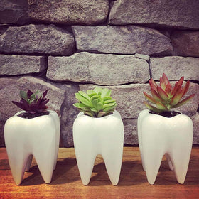 Hedume 6 pack tooth planters arranged on a wooden desk