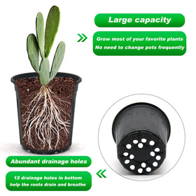 Hemikaki plant labels included to organize seedlings