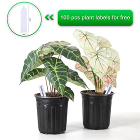 Hemikaki seedling transplant pot ready for indoor use