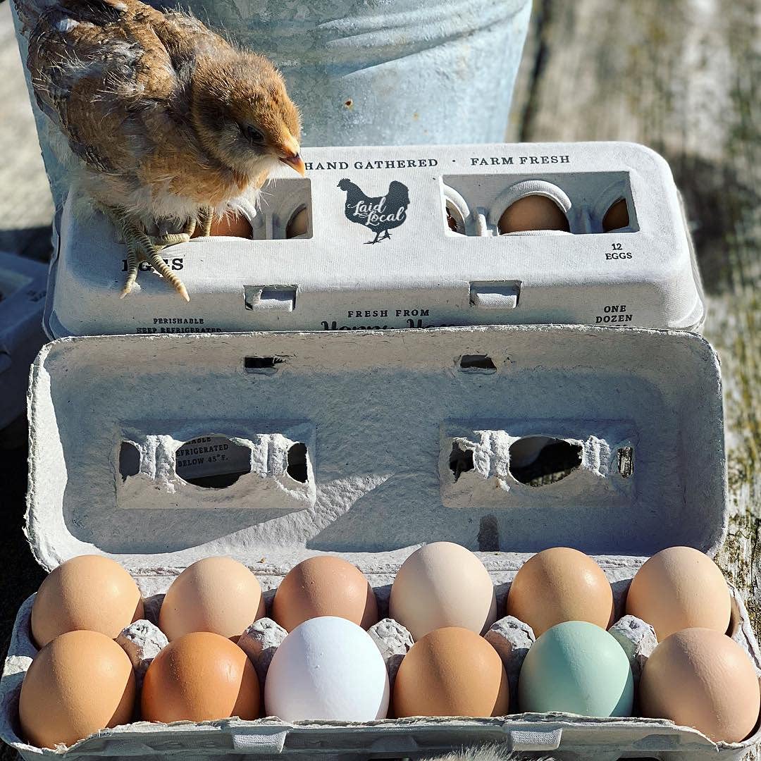 Henlay sturdy reusable carton material supports safe egg storage
