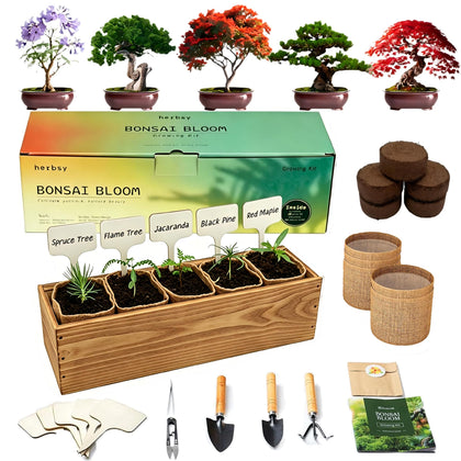 Herbsy bonsai kit in a wooden box display for an stylish indoor garden