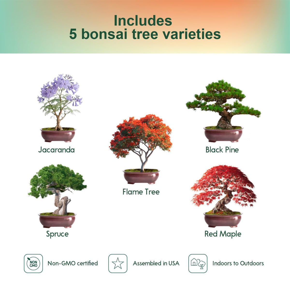 Herbsy bonsai seed variety spruce for a bright windowsill display