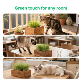 Herbsy growing guide helps beginners start indoor cat grass.