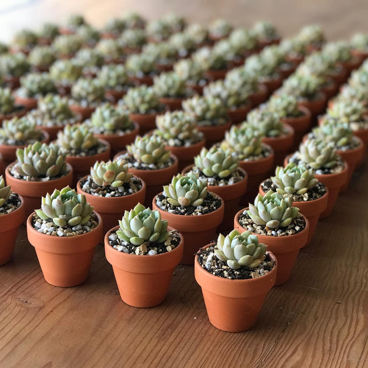 HERDUK drainage hole clay pot promotes air circulation and healthy growth.