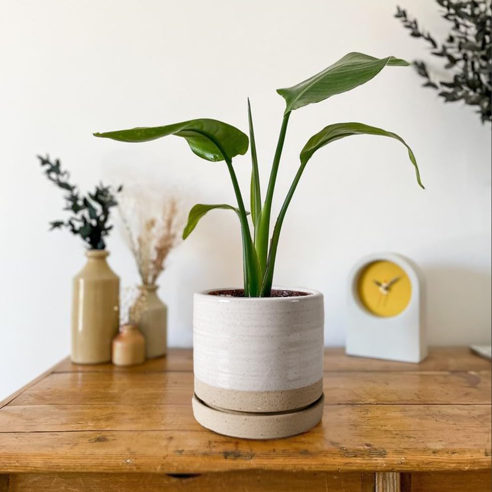 HERDUK 6-inch planter placed in a living room setup for greenery