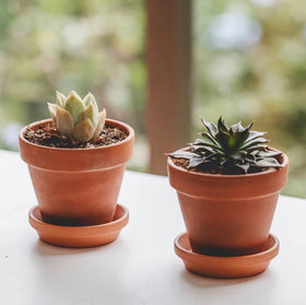 HERDUK terracotta pot saucer catches excess water to prevent soggy soil.