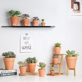 HERDUK windowsill garden setup fits compact spaces.