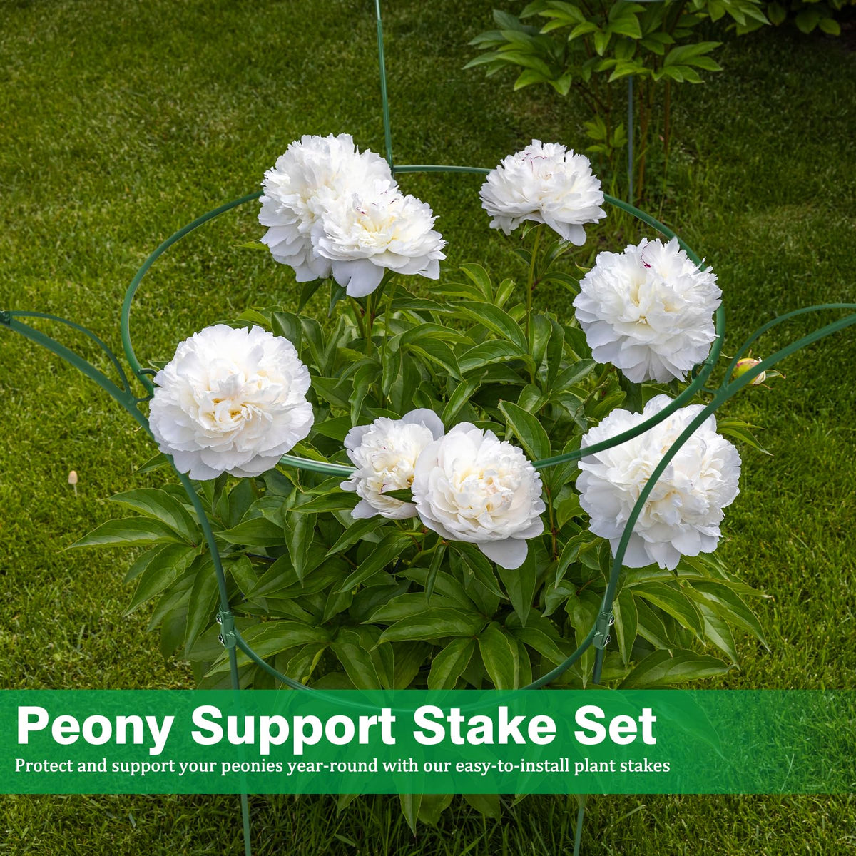 HEYTIMI protective cage frame shields peonies from wind and damage