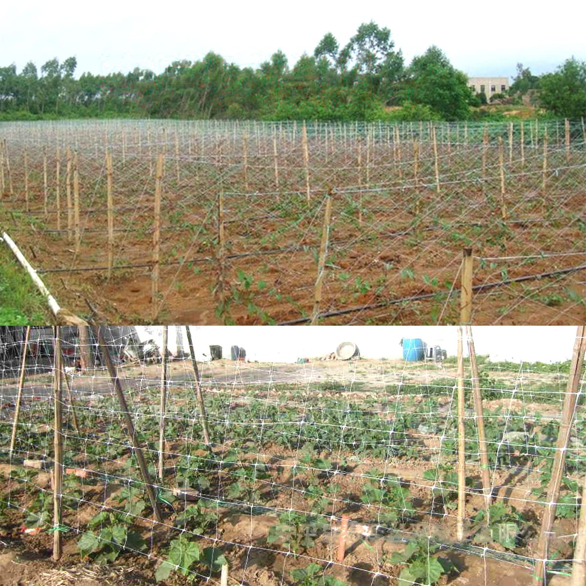 HHTHH trellis netting supporting climbing vegetables in a lush garden.