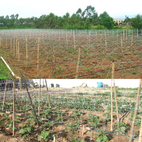 HHTHH trellis netting supporting climbing vegetables in a lush garden.