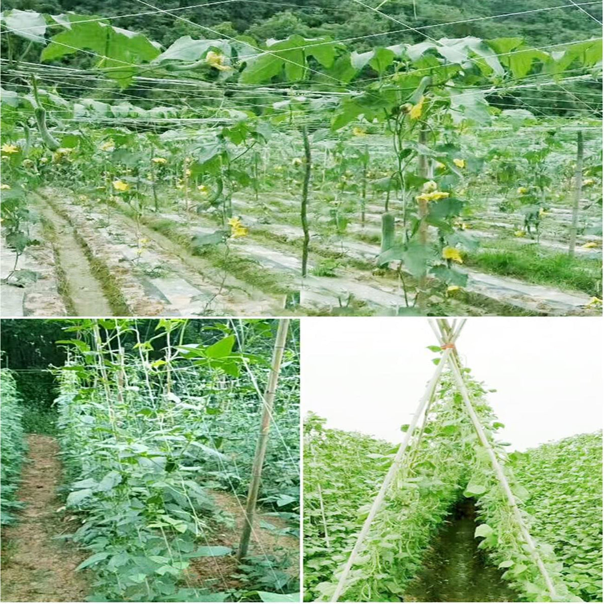 Garden setup with HHTHH white trellis netting guiding vines upward.