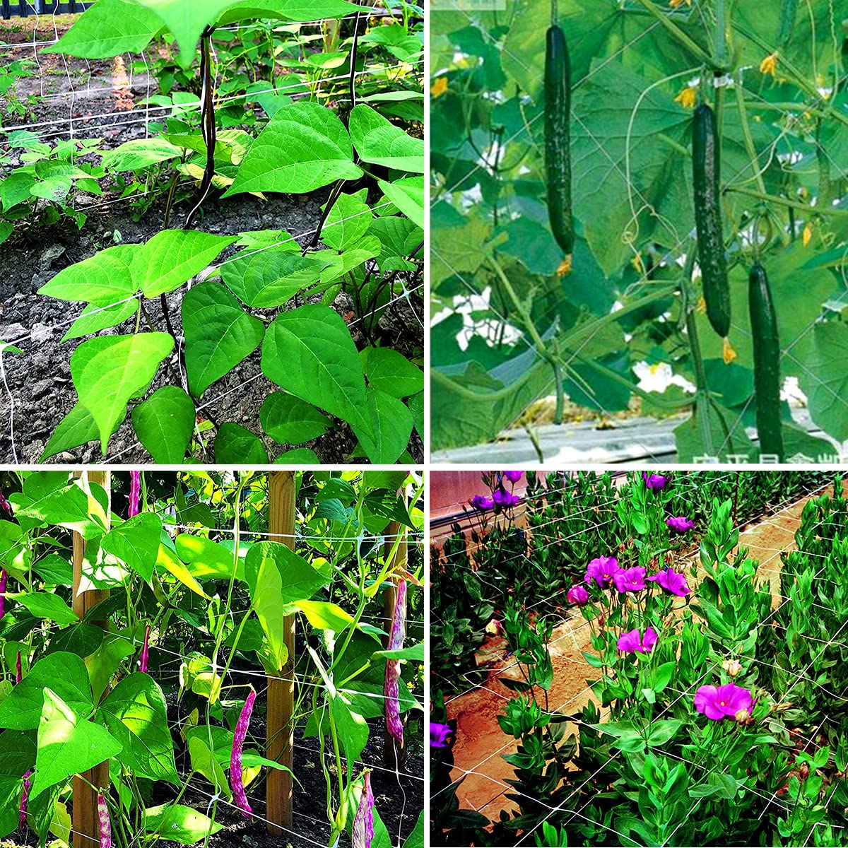 HHTHH trellis netting used for pumpkin support with added sling.