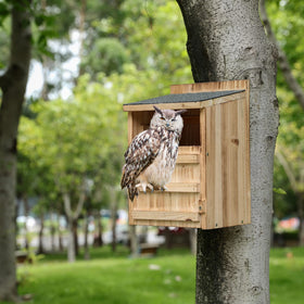 HHWODB Owl House backyard viewing setup fosters closer wildlife observation