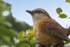 Hi-Line Carolina Wren on Stump, side profile detail, hand-painted realism.