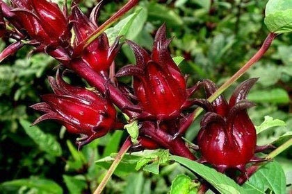 HIBISCUS SABDARIFFA 2-set seeds for Jamaican sorrel tea and ornamental hibiscus.