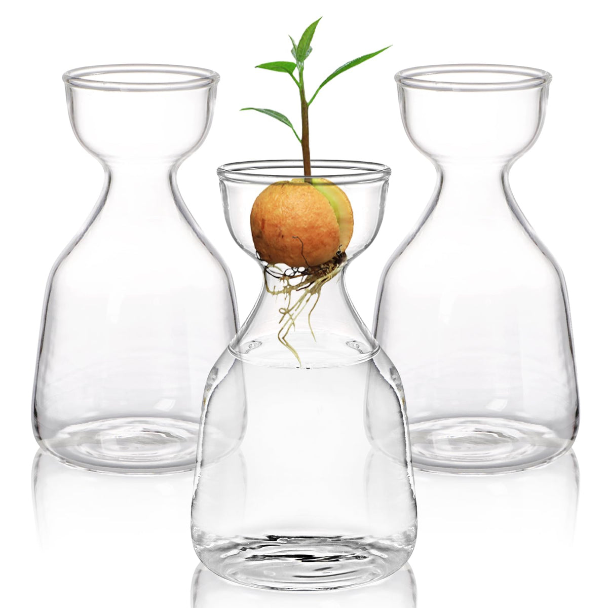 Hiceeden avocado seed starter vase 3-pack with clear glass reveals seed growth progress.