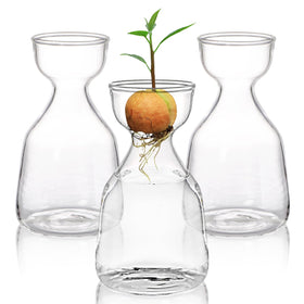 Hiceeden avocado seed starter vase 3-pack with clear glass reveals seed growth progress.