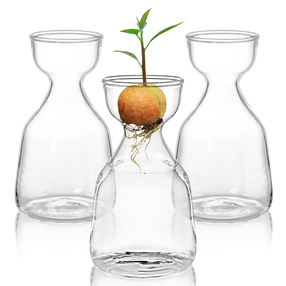 Hiceeden avocado seed starter vase 3-pack with clear glass reveals seed growth progress.