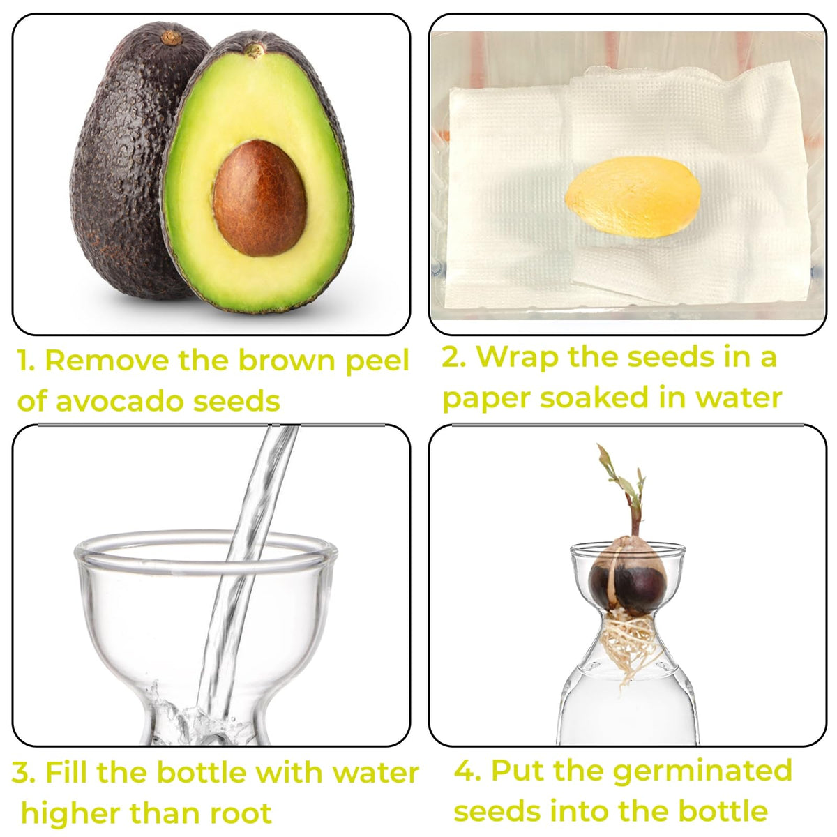 Hiceeden avocado seed vase 3-pack features a 2.1 inch mouth for easy seed placement.