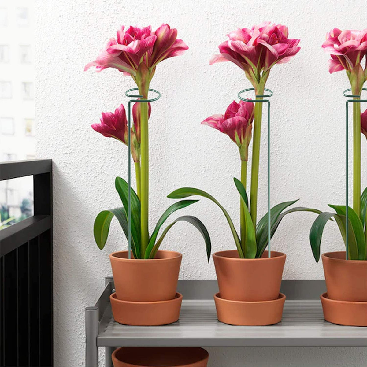 HiGift supports tall plants against wind and heavy blooms.