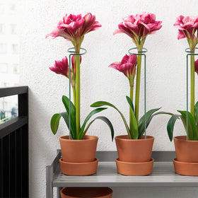 HiGift supports tall plants against wind and heavy blooms.