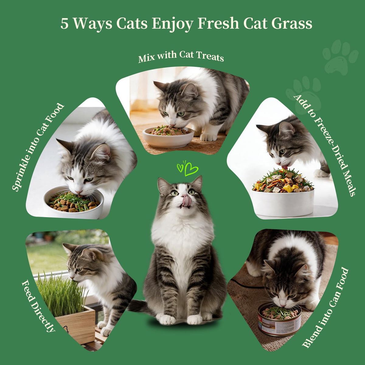 HiHOYA Cat Grass Kit 5 harvests enables multiple cycles