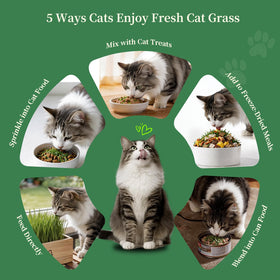 HiHOYA Cat Grass Kit 5 harvests enables multiple cycles