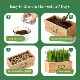 HiHOYA Cat Grass Kit coconut soil disks support healthy sprouts