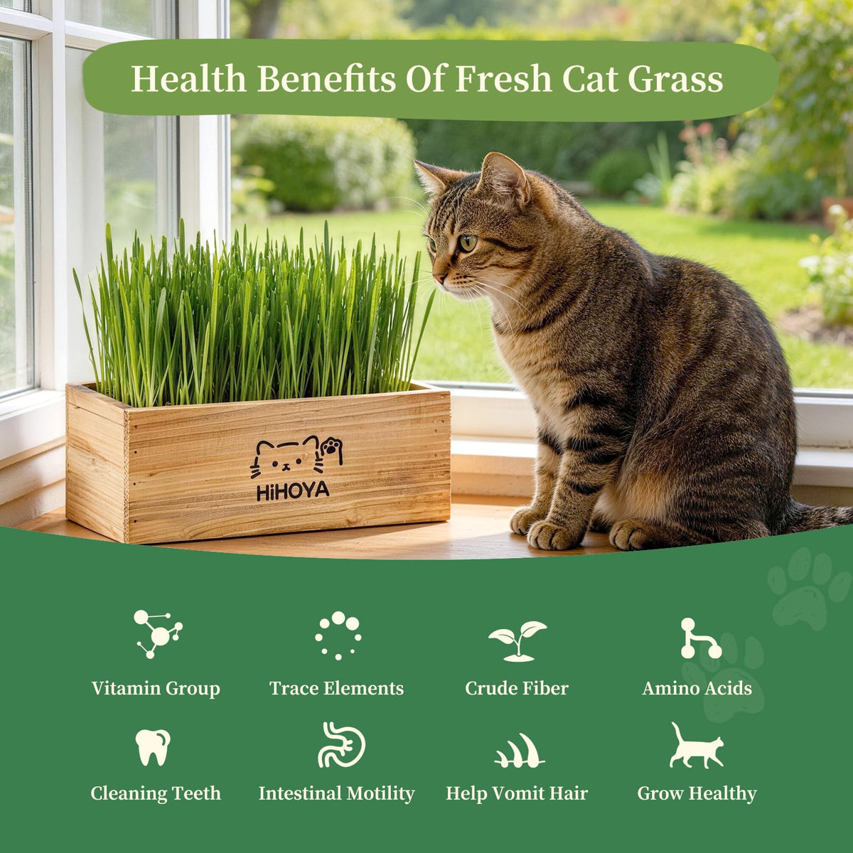 HiHOYA Cat Grass Kit wheatgrass seeds ready to germinate and grow