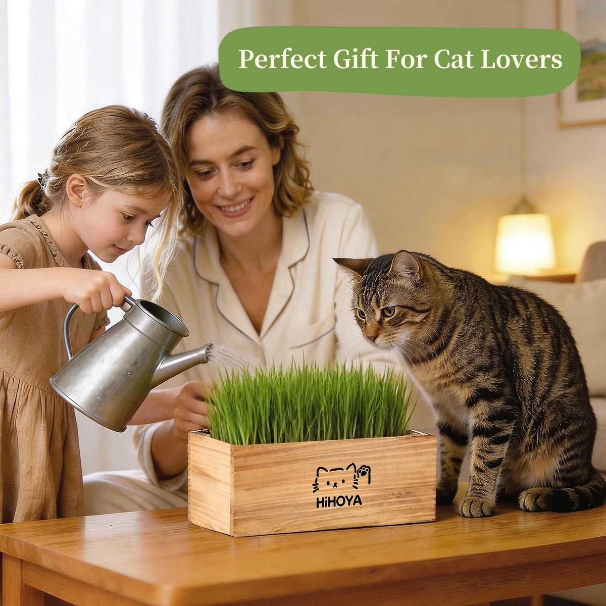 HiHOYA Cat Grass Kit window-sill setup adds charm and enrichment
