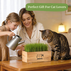 HiHOYA Cat Grass Kit window-sill setup adds charm and enrichment