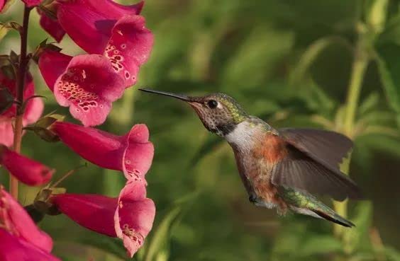 HipGirl annual-perennial wildflower seed mix delivers quick color and lasting habitat.
