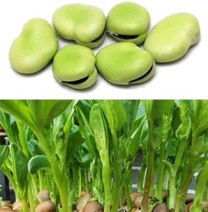 HipGirl Broad Windsor fava bean seed pack for heirloom planting and non-GMO home gardening
