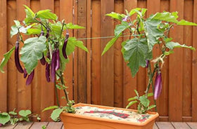 HipGirl eggplant plant with healthy growth, ideal for backyard gardens.
