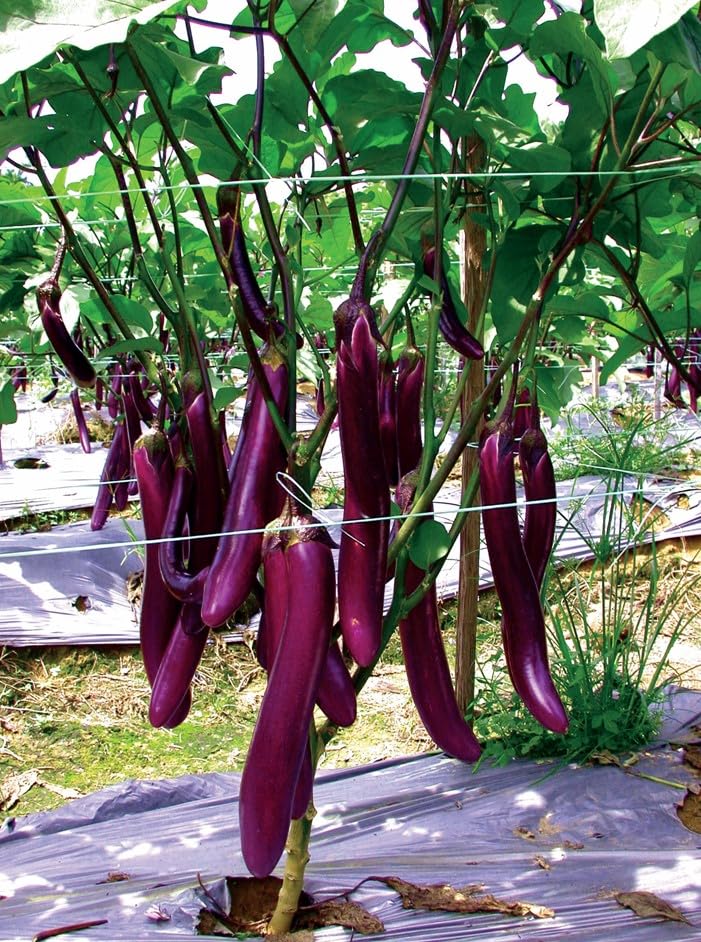 HipGirl purple skin and white flesh, ideal for Asian recipes.