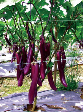 HipGirl purple skin and white flesh, ideal for Asian recipes.