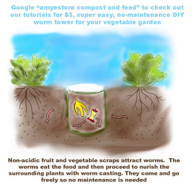 HipGirl heat-tolerant beans perform in warm climates with steady yields.